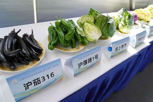 上海举办功能园艺产品专场路演，集中展示优质新品种农产品