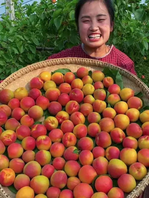 优质农产品的价值与市场前景