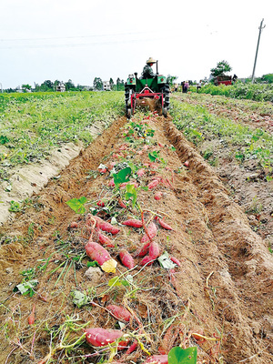 聚焦乡村振兴 儋州扶贫农产品推介——海头地瓜带动两镇贫困户脱贫致富