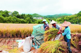 让更多农产品贴上绿色标签 构筑从田间到餐桌的信任桥梁